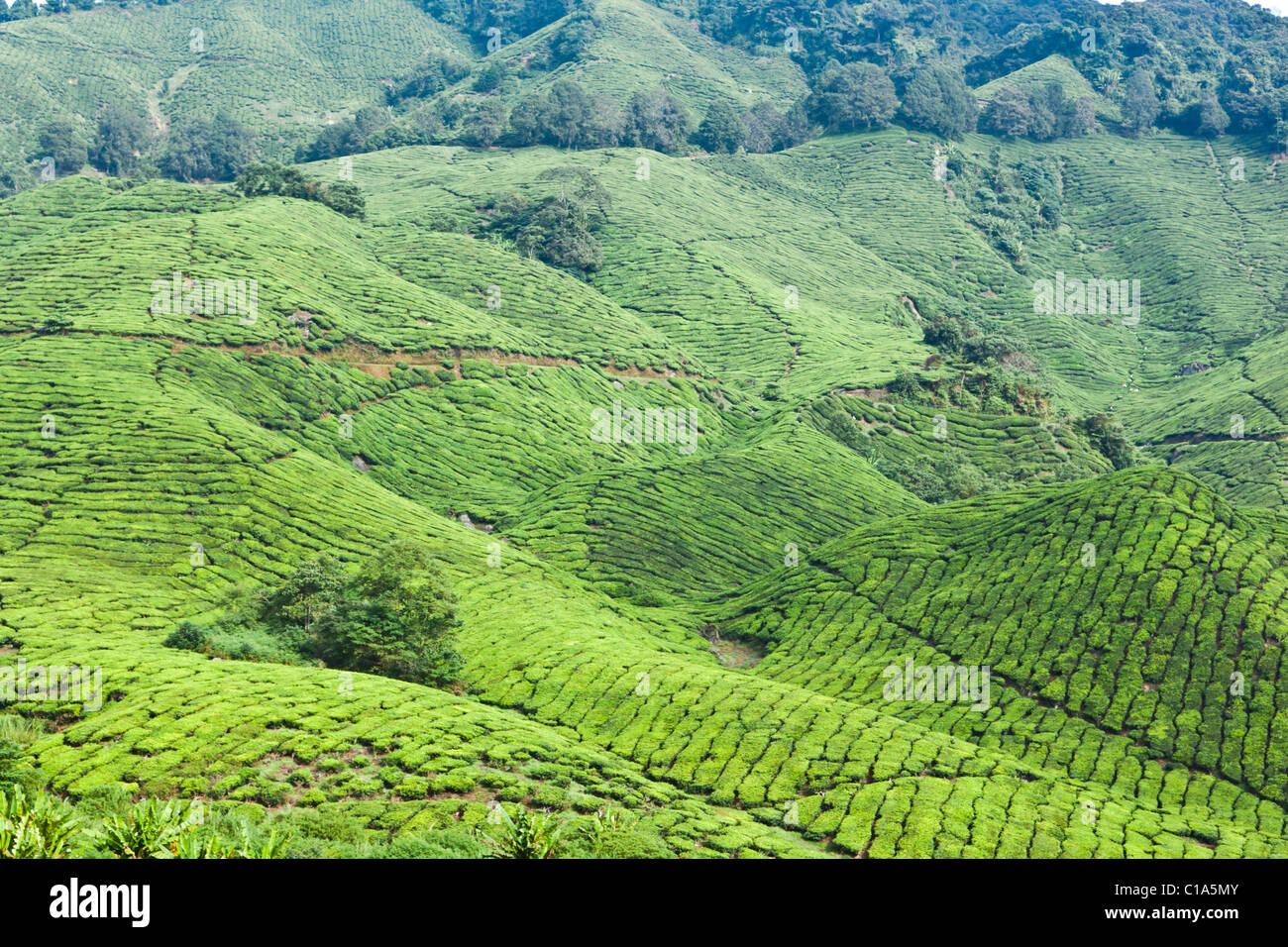 Tee wächst auf dem Hügel an der Sungai Palas Boh-Teeplantage in Malaysia Cameron Highlands Stockfoto