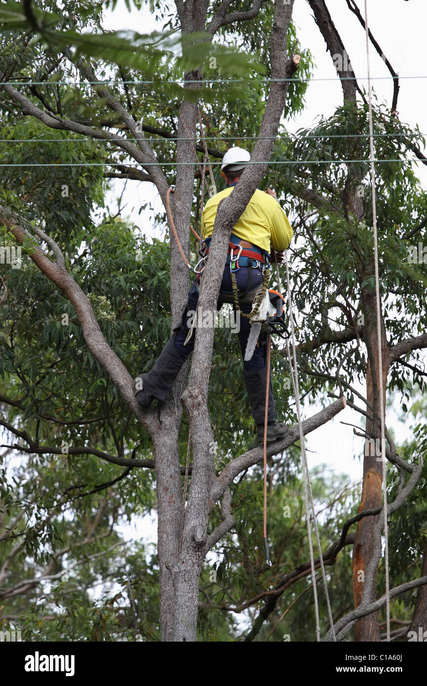 Ein Mensch verwendet Seil für Sicherheit arbeiten hoch auf Baum Stockfoto