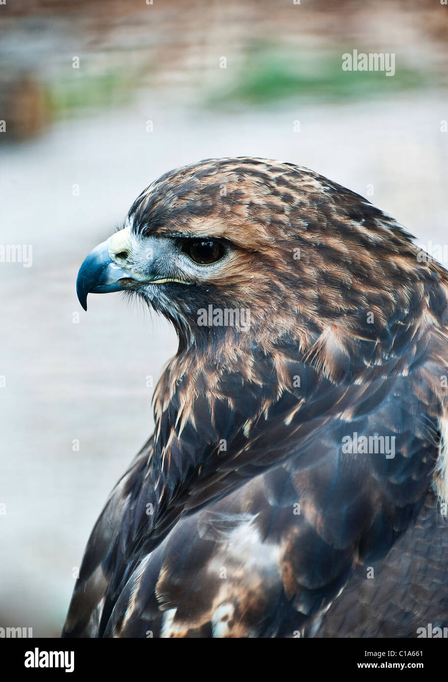 Red tailed Hawk, Buteo jamaicensis Stockfoto