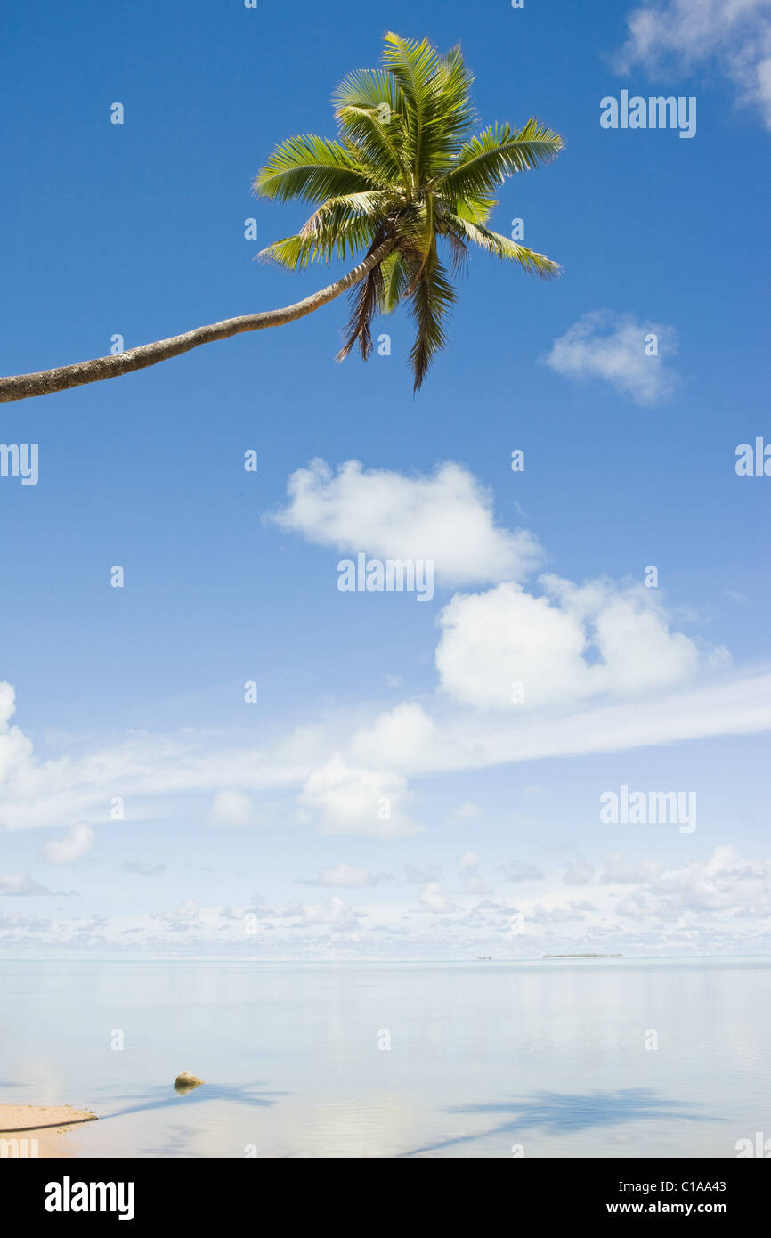 Strand und einzige Palme Stockfoto