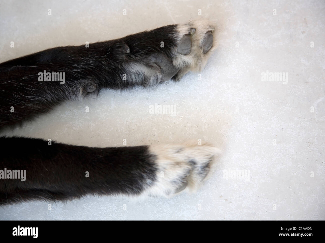 Pfoten von einem Collie / Husky mix Hund Stockfoto