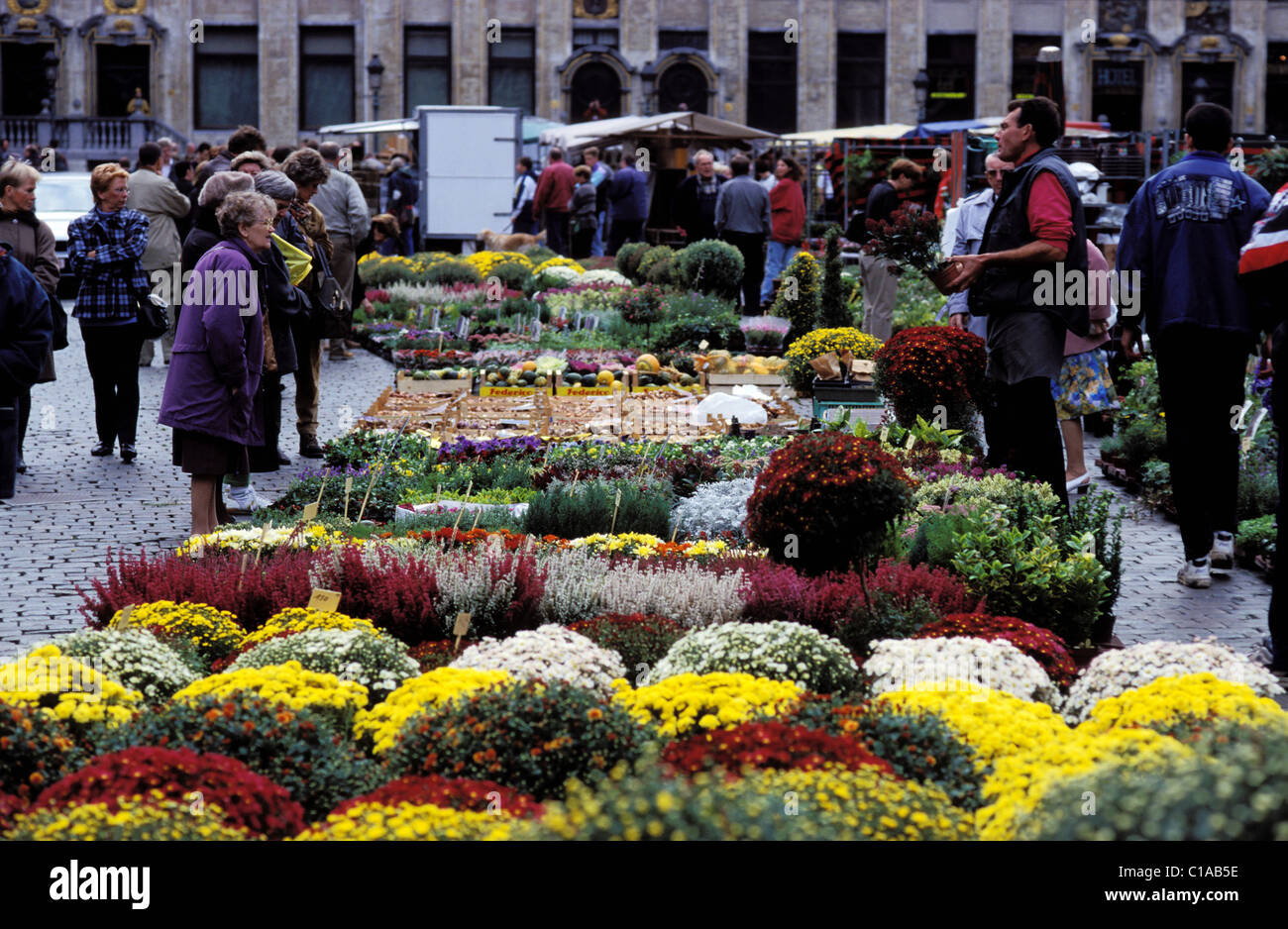 Belgien, Brüssel, Blumen Markt jeden Morgen am Marktplatz (Grote Markt) Stockfoto