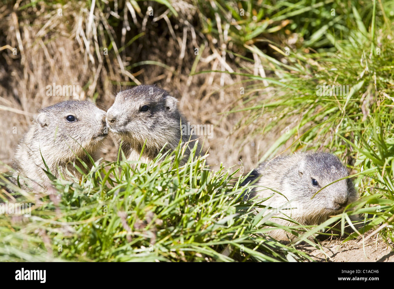 Alpine Marmot Stockfoto