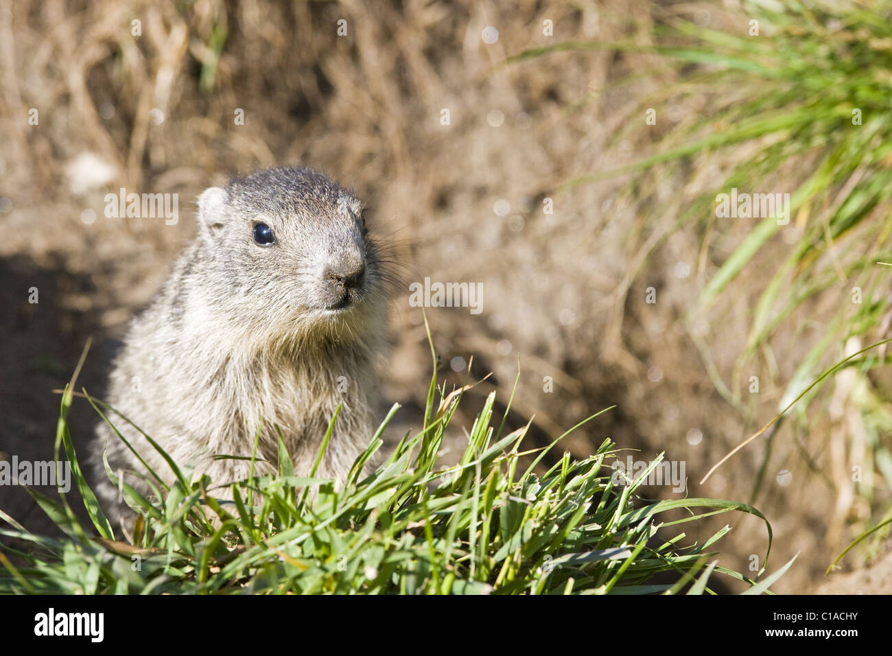 Alpine Marmot Stockfoto