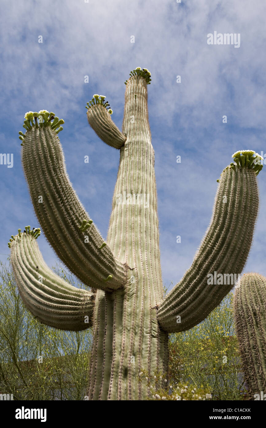 Kaktus, niedrigen Winkel Ansicht Stockfoto