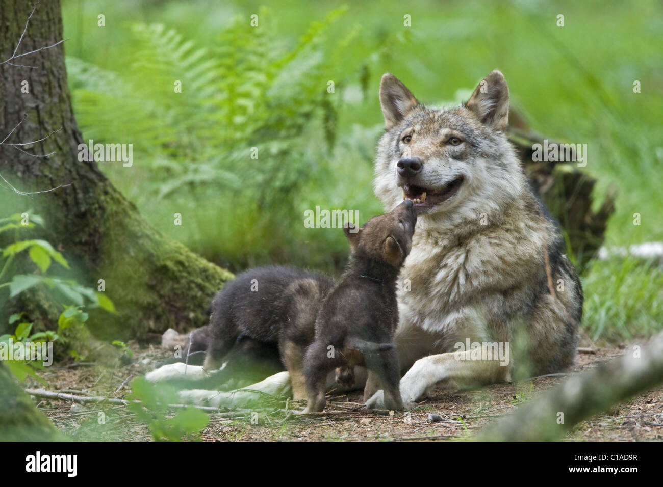 Europäischer Wolf mit Welpen Stockfoto