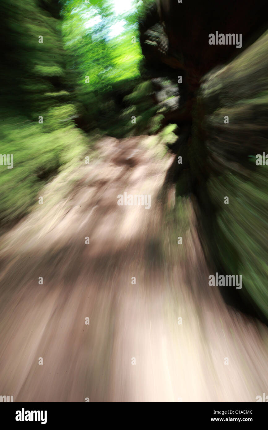 Wald Abenteuer im Forest of Dean Stockfoto