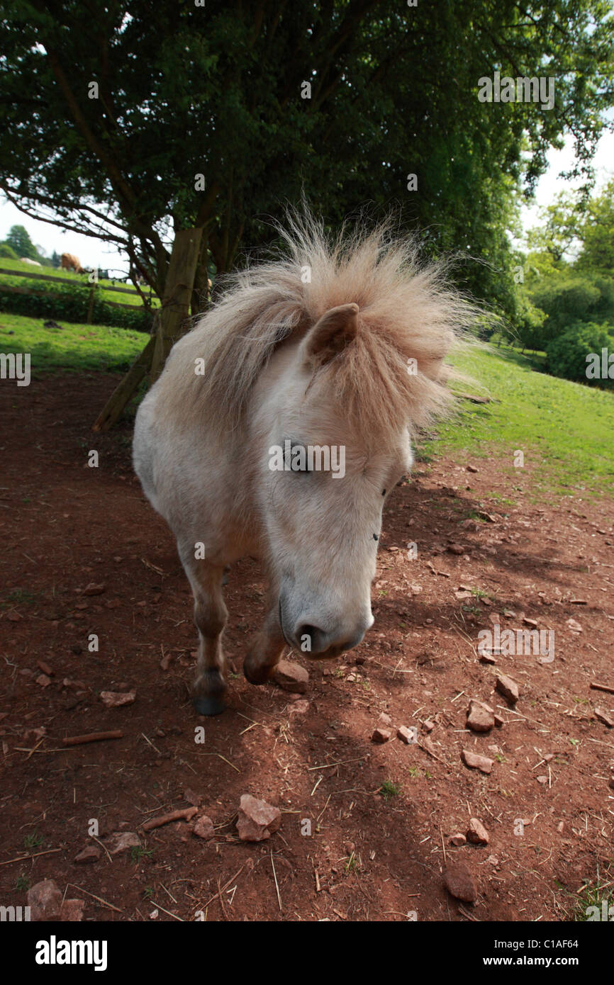 Shetland-Ponys Stockfoto