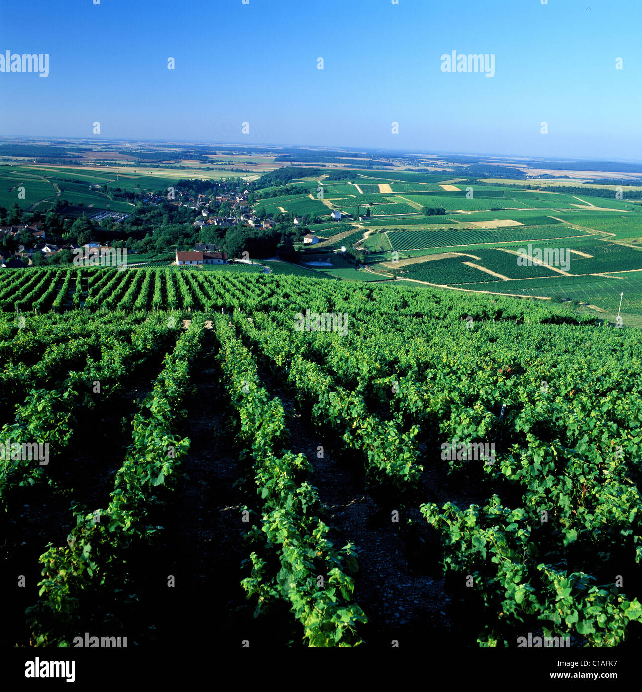 Frankreich, Cher, Bue Sancerre Weinberg Stockfoto