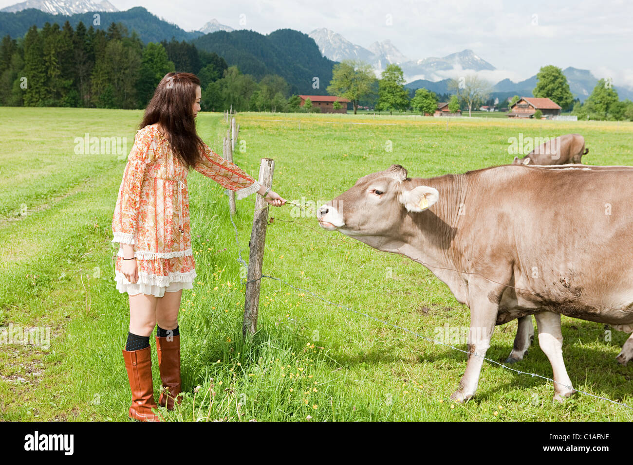Frau, Fütterung Kuh, Bayern, Deutschland Stockfoto