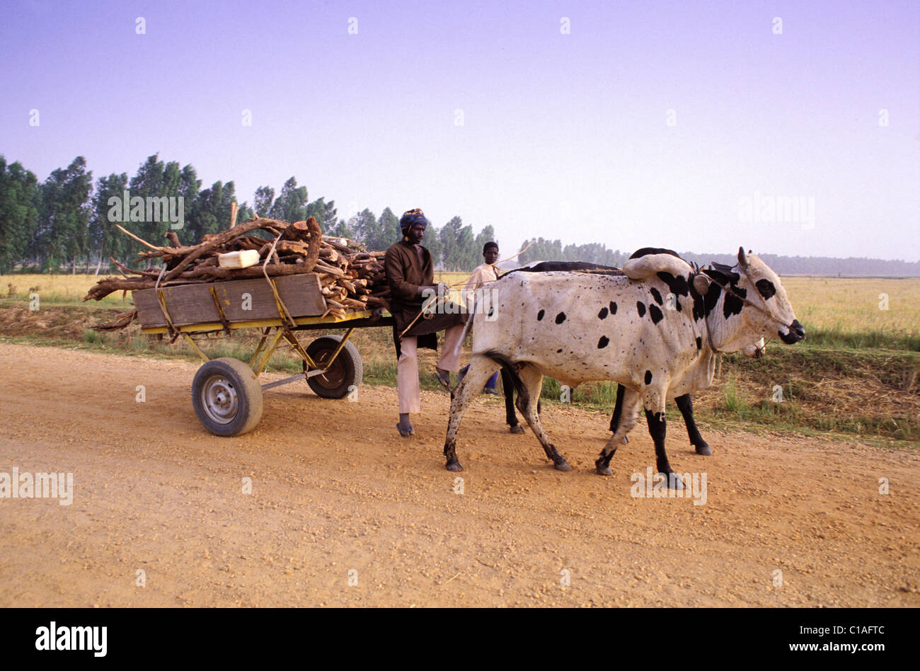 Niger, Tillaberi Region, Niamey, Ochsenkarren in Reisfeldern entlang Fluß Niger Stockfoto