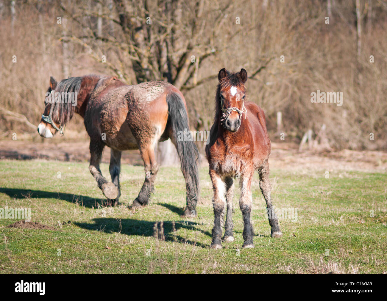 Fohlen des kroatischen Posavac Pferdes mit seiner Mutter in den Rücken Stockfoto