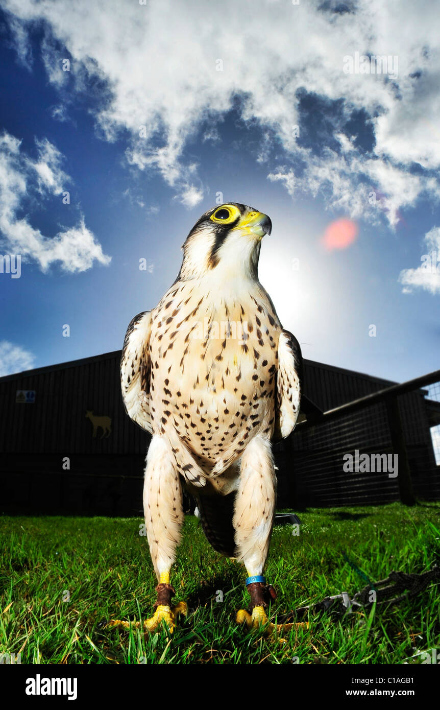 Lanner Falcon (Falco Biarmicus) Gefangenen Vogel Stockfoto