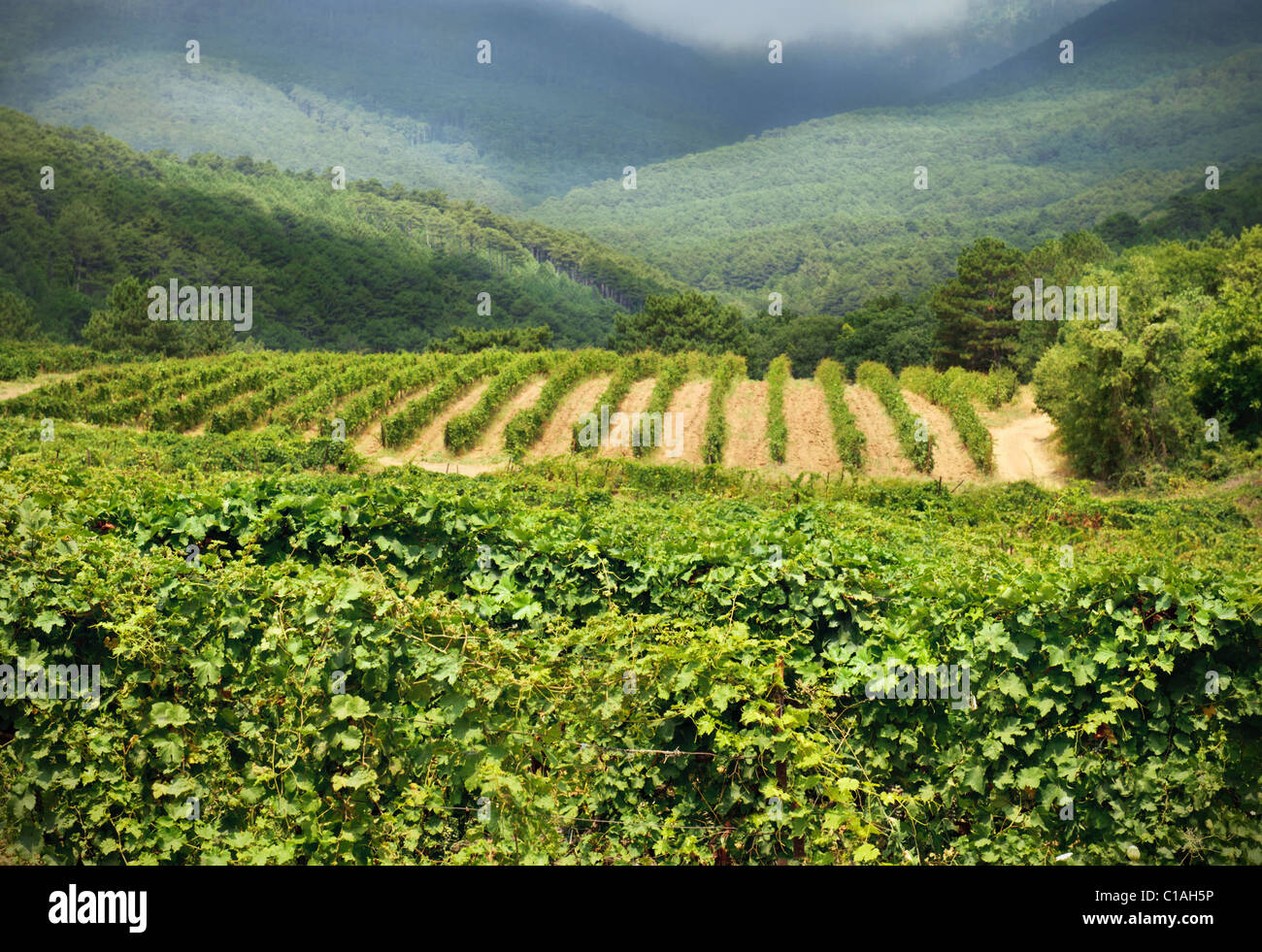Traubenkultur in den Bergen. Weinberg Stockfoto