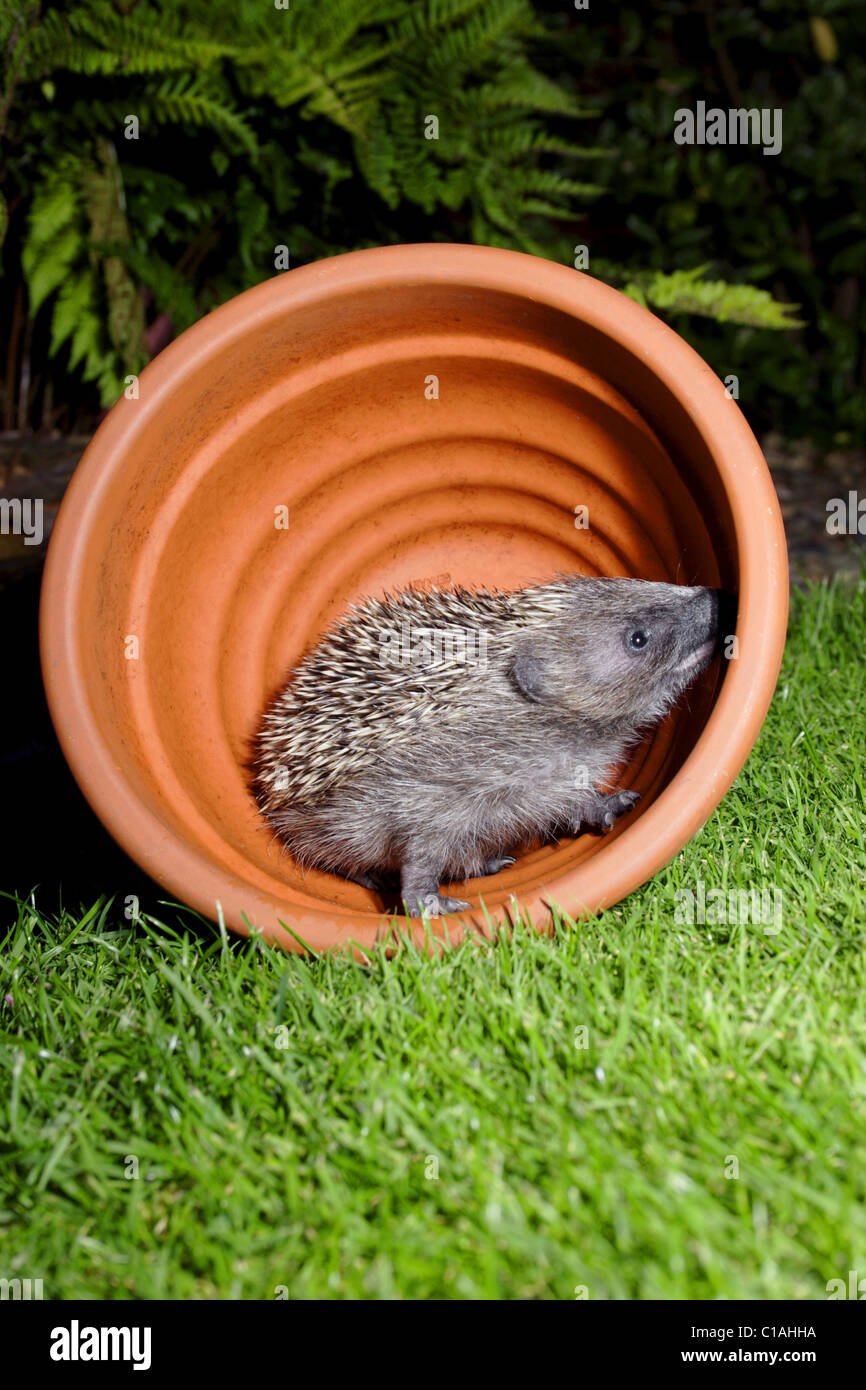 Igel im sommer Fotos und Bildmaterial in hoher Auflösung Alamy