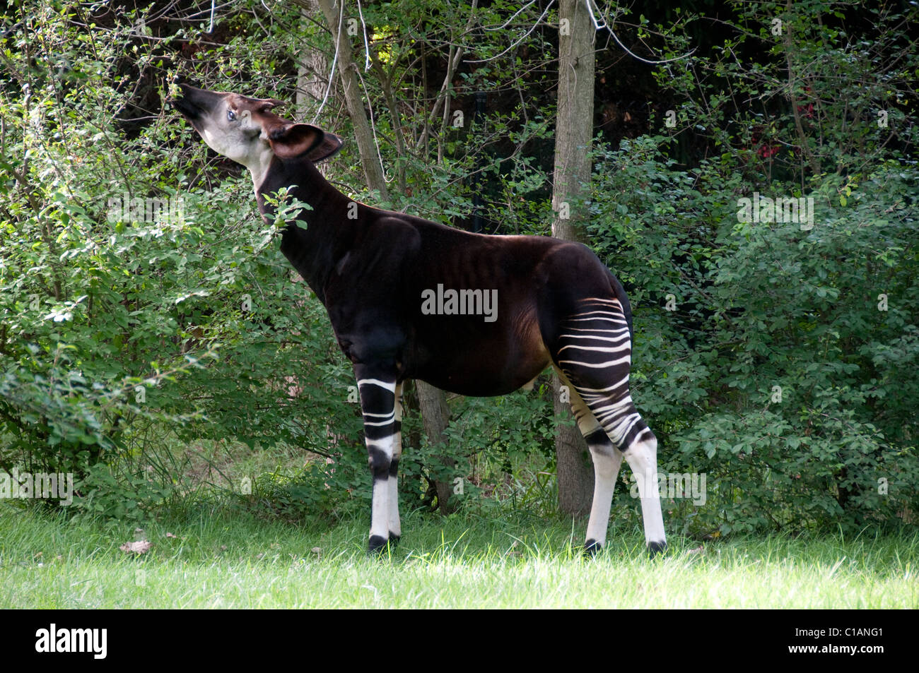 Okapi; Okapia Johnstoni; Columbus Zoo and Aquarium; Nord-Amerika Stockfoto
