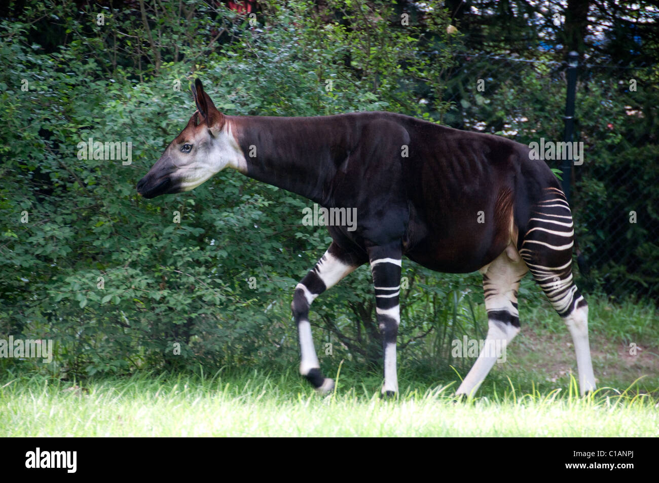 Okapi; Okapia Johnstoni; Columbus Zoo and Aquarium; Nord-Amerika Stockfoto