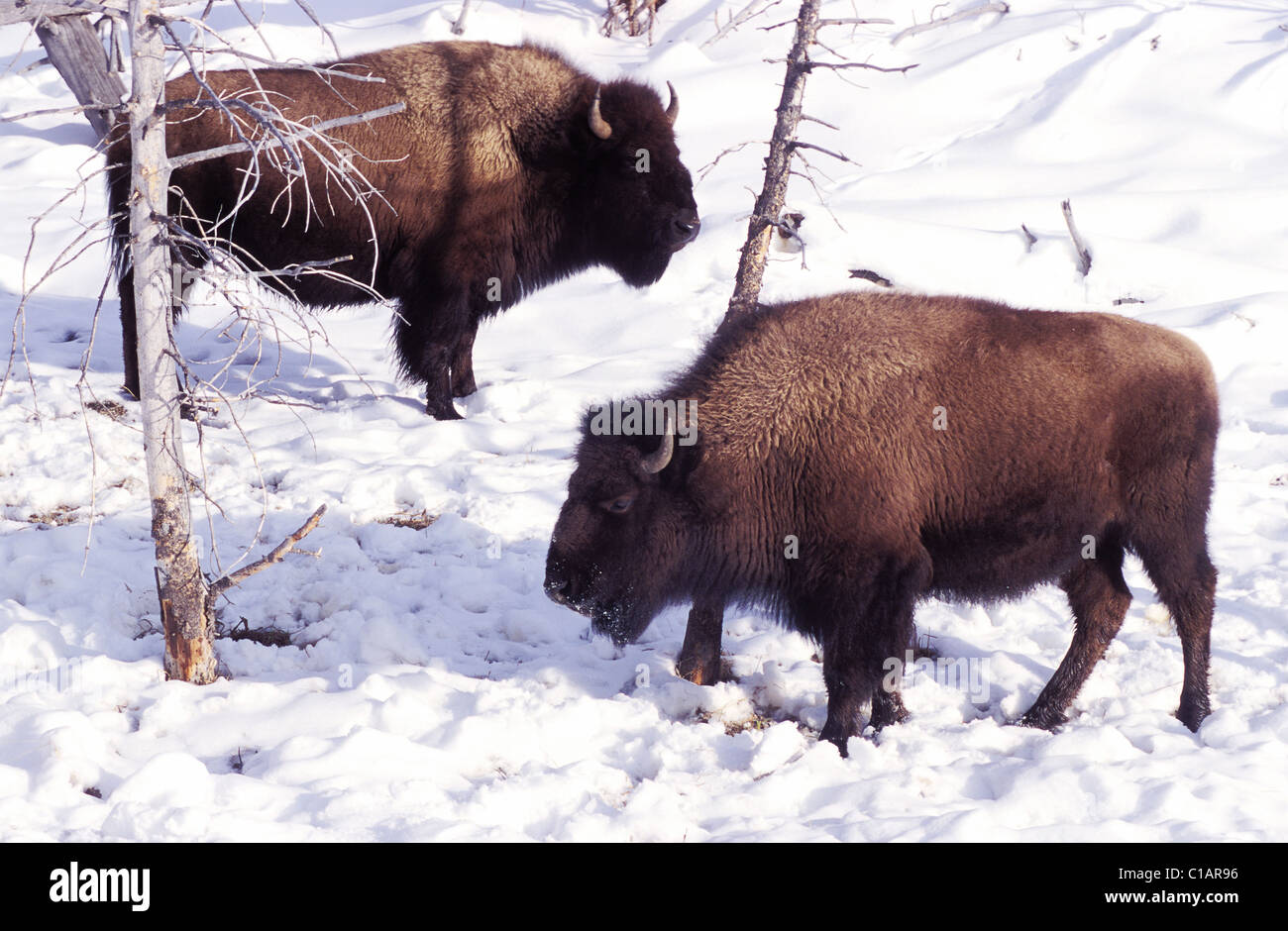 USA, Wyoming, Yellowstone-Nationalpark von der UNESCO als Welterbe gelistet Stockfoto