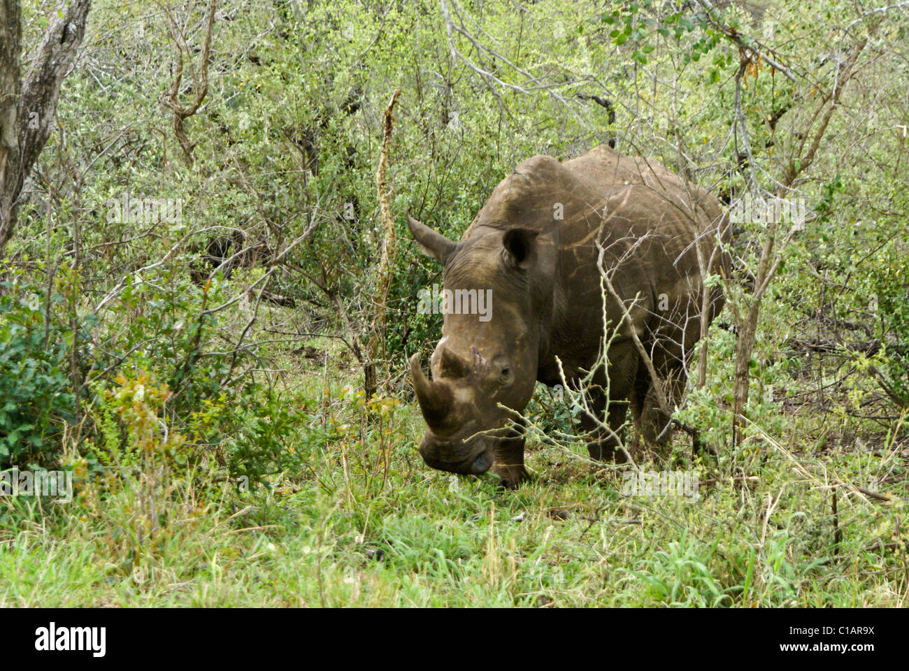 Südliche Breitmaulnashorn, Hluhluwe Game Reserve, Kwazulu-Natal, Südafrika Stockfoto