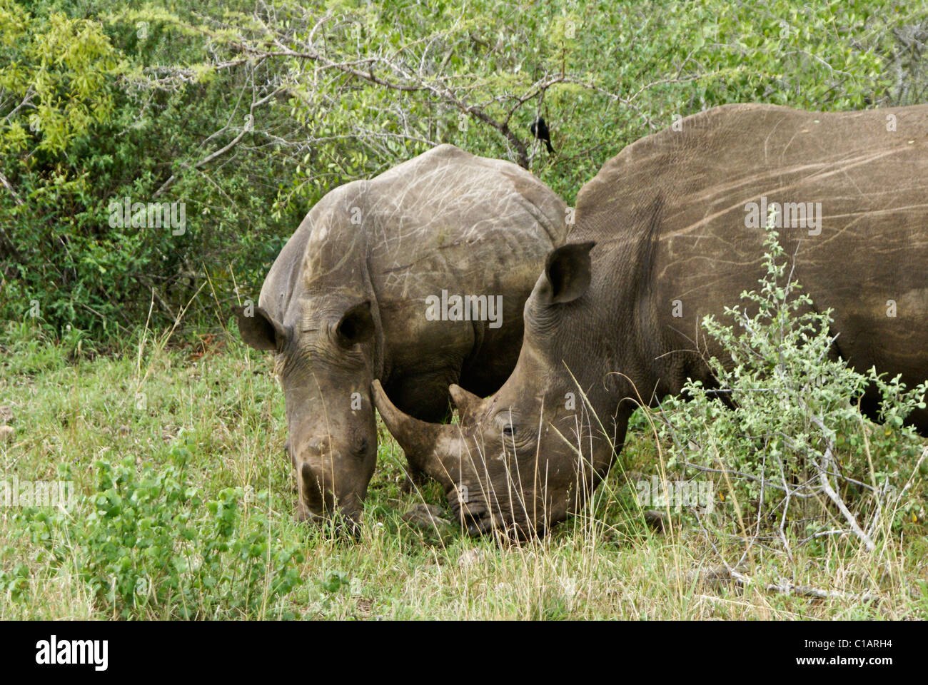 Südlichen Breitmaulnashörner, Hluhluwe Game Reserve, Kwazulu-Natal, Südafrika Stockfoto