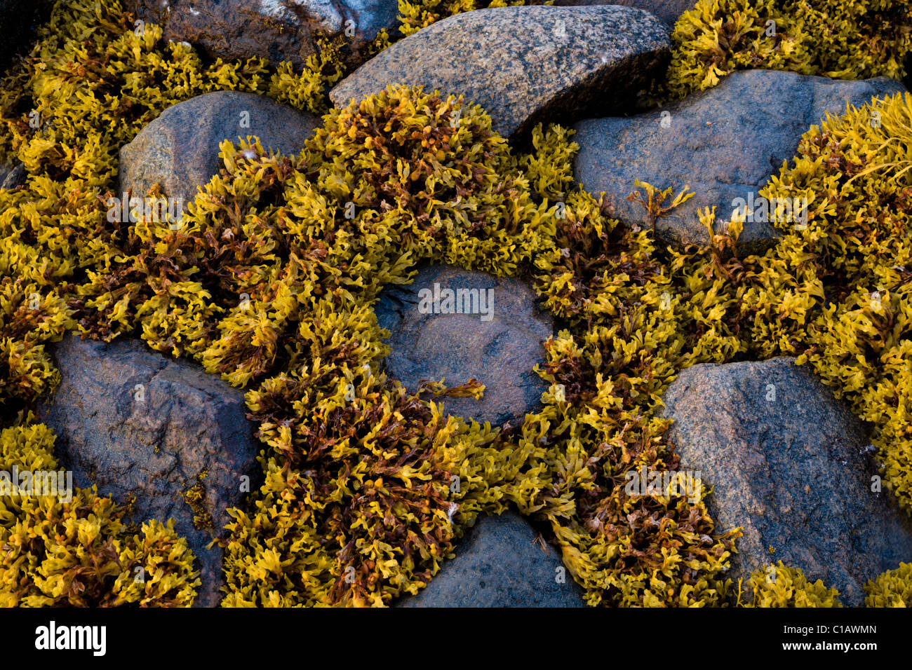 Felsen und Algen, Süd-Grönland. Stockfoto