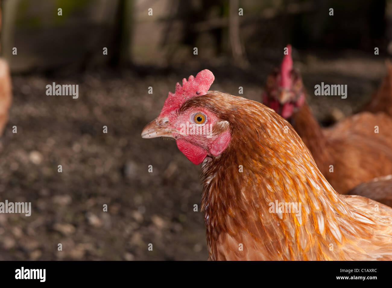 Freilaufenden Hühner Hühner Stockfoto