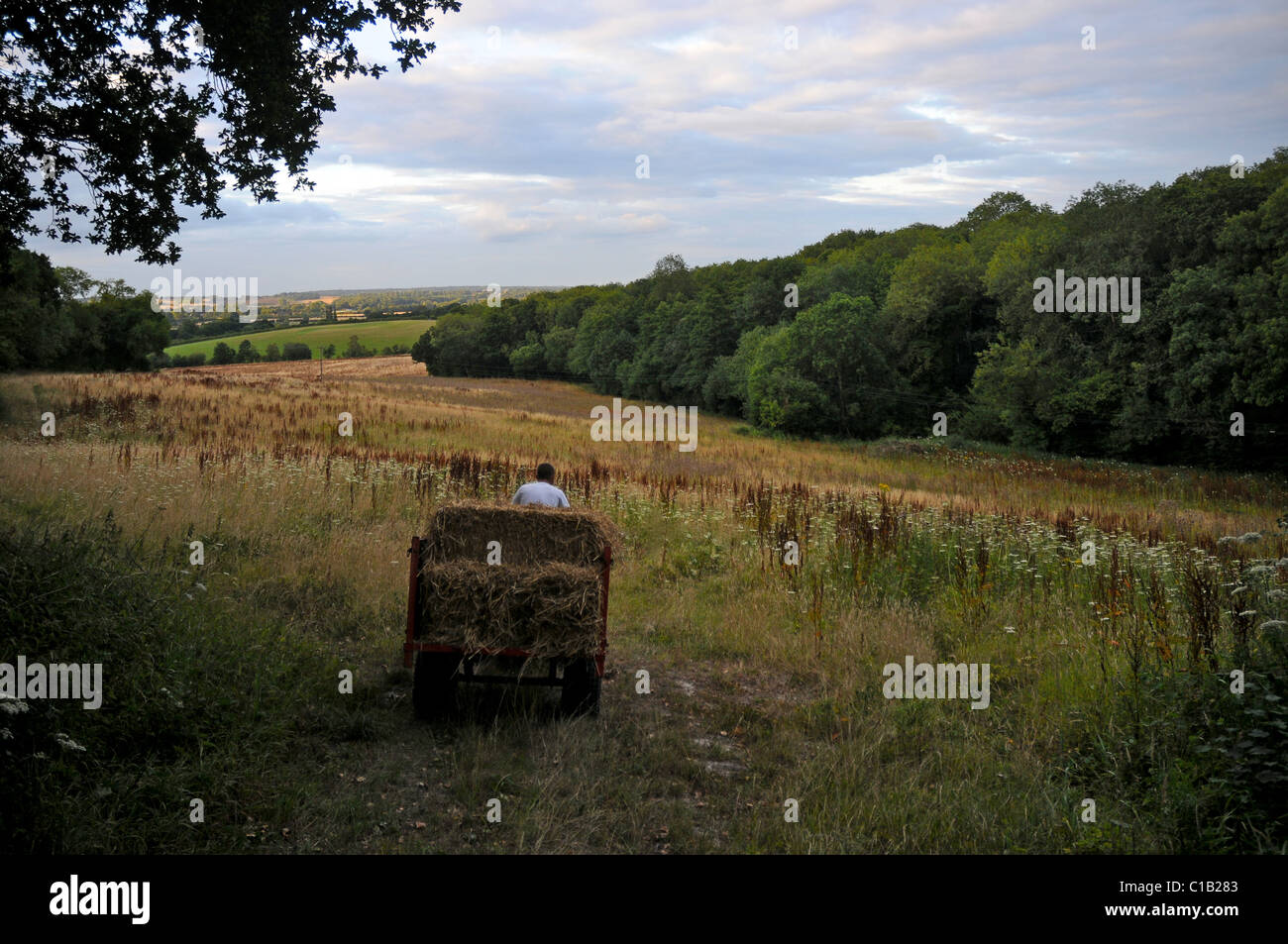 Ein kleiner Traktor mit Heu Bails auf einem Hügel in einem Tal mit Feldern von Wildgras, wilde Pflanzen und Bäumen. Stockfoto