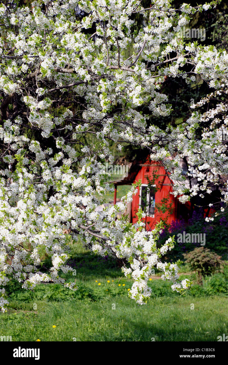 wundervoll pralle Baum mit vielen kleinen Blüten in sonnigen Tag. Stockfoto
