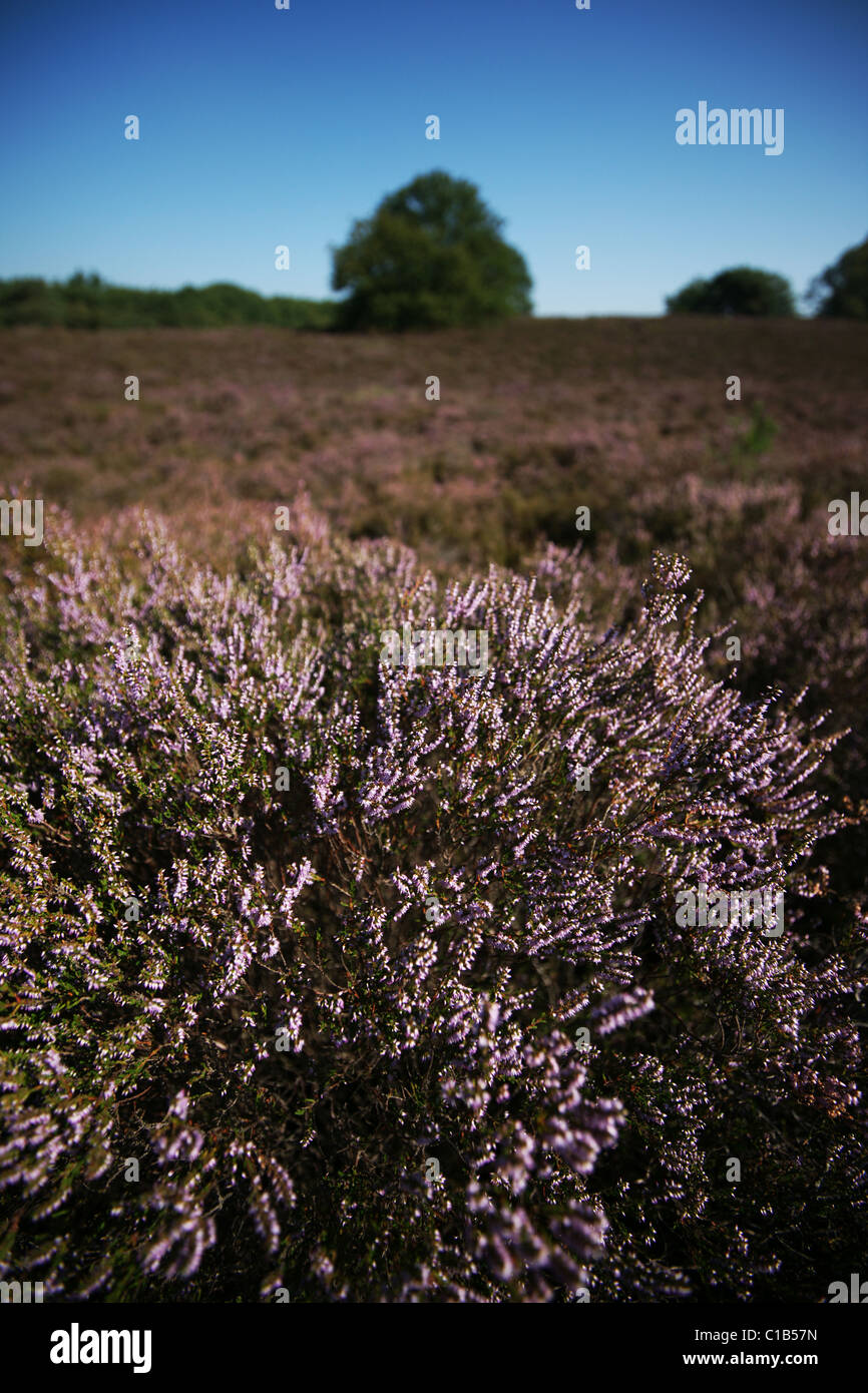 Heide in voller Blüte Stockfoto