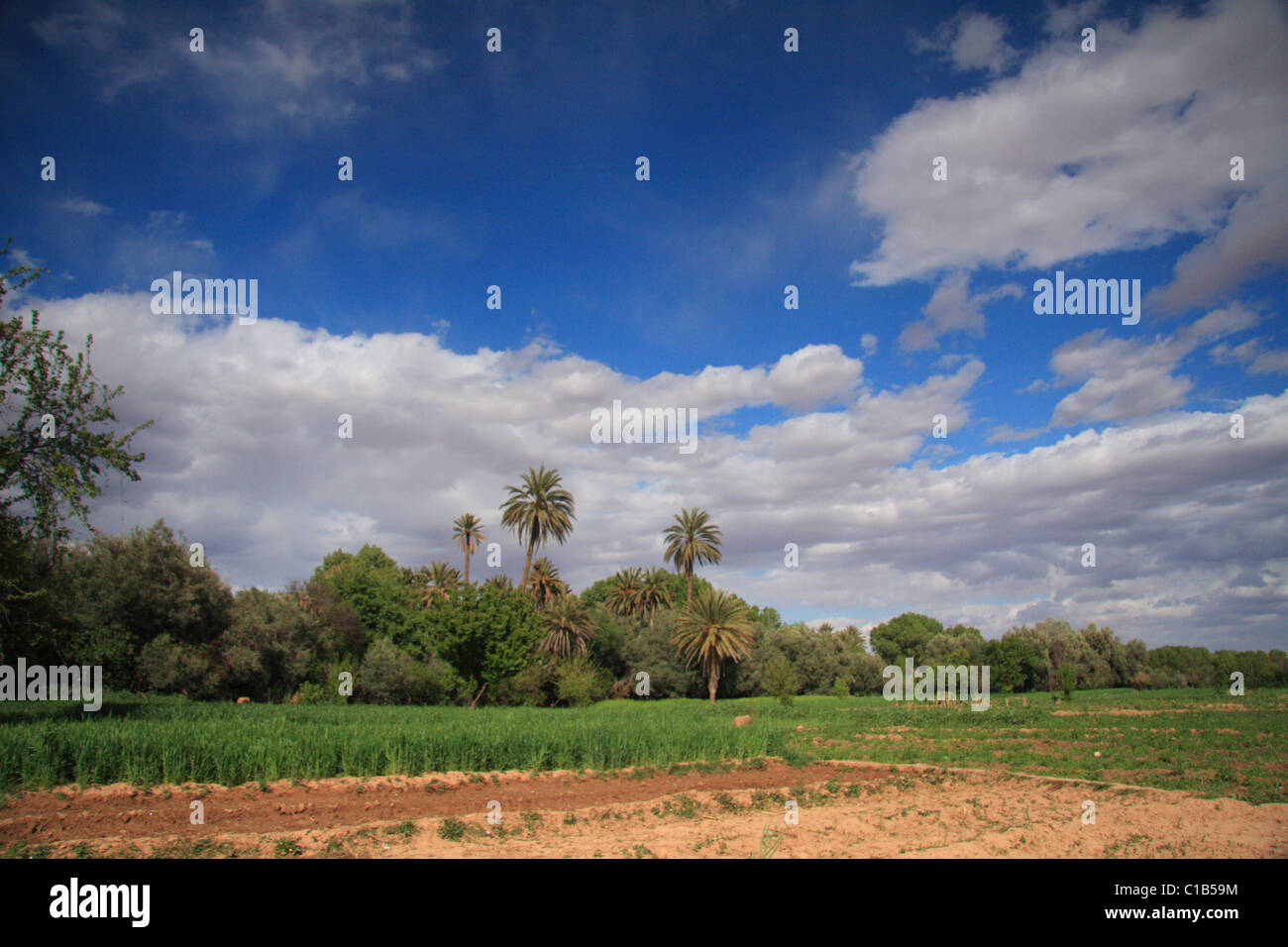 Oase/Palmery/bewässerten Flächen in der Dades Tal, Marokko, Nordafrika Stockfoto
