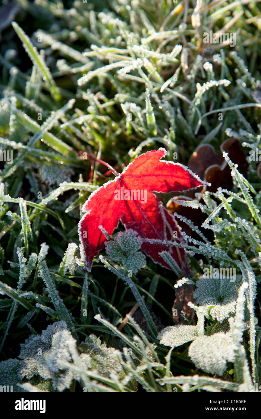 Herbst Blätter bei frost Stockfoto