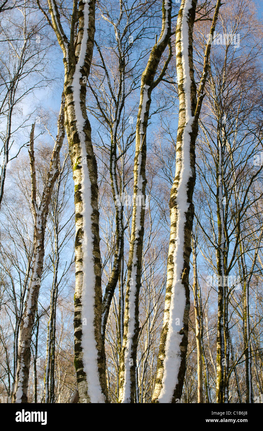 Langen, schlanken Stämme von Silber Birken in Wäldchen mit Schnee und Sonnenschein Stockfoto