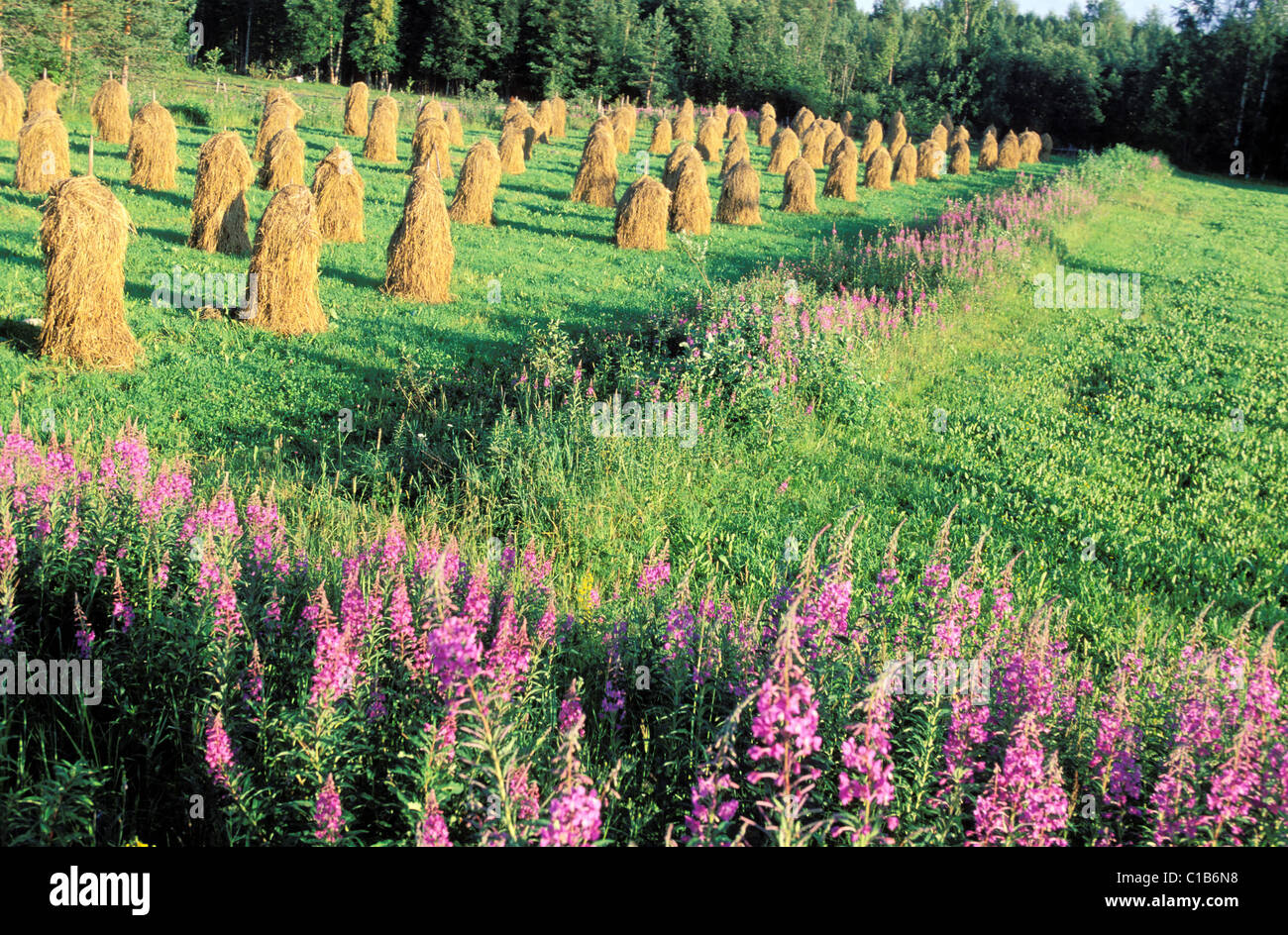 Finnland, Karelien, im Sommer, wilde Blumen Stockfoto