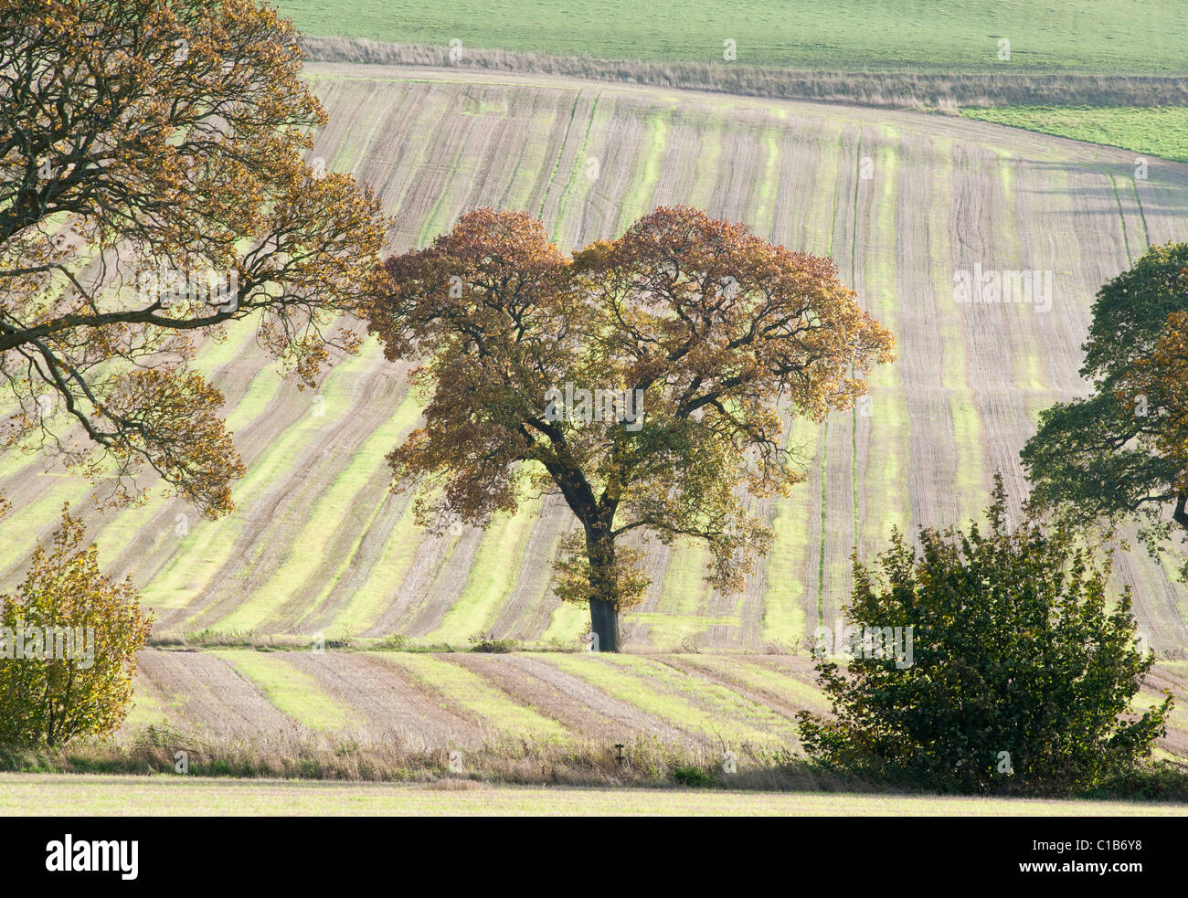 Reife Eiche elegant positioniert in einem Feld von frisch geschnittenen Gerste frühen Herbstzeit Stockfoto