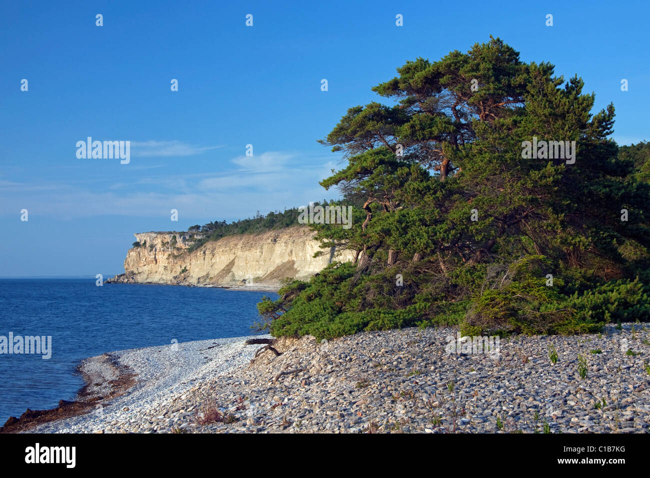 Kiefer auf Kies Strand und Kalkstein Klippen Högklint / Hoegklint in der Nähe von Visby, Insel Gotland, Schweden Stockfoto