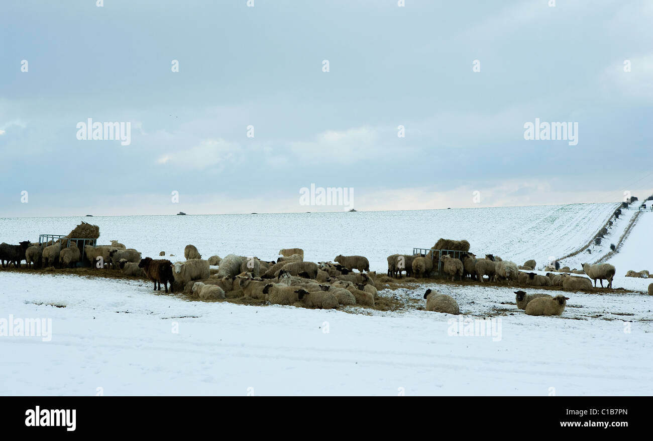 Schafe im Schnee auf South Downs, West Sussex Stockfoto