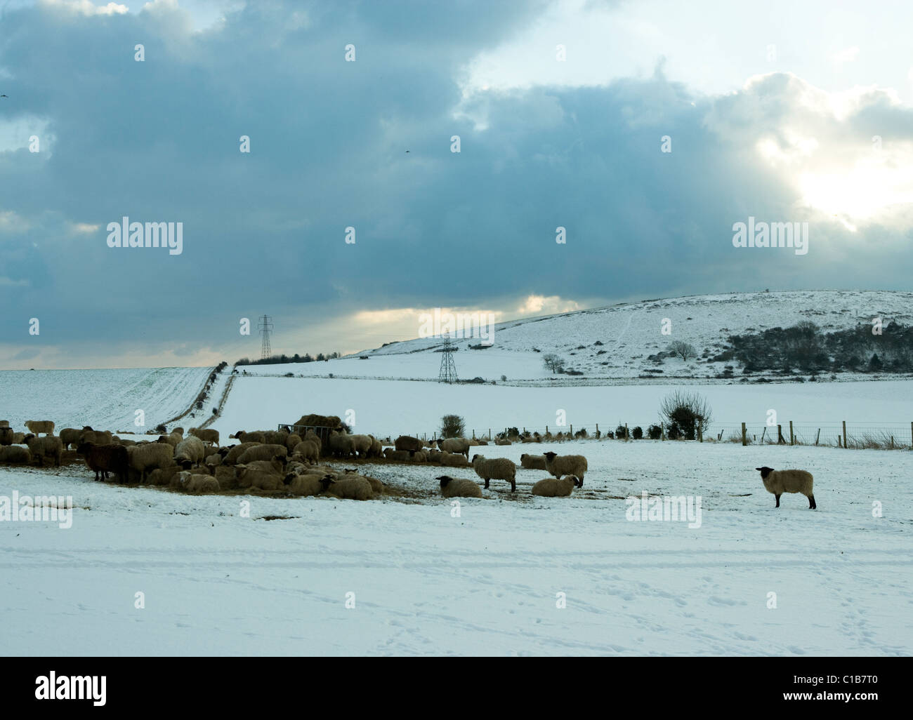 Schafe im Schnee auf South Downs, West Sussex Stockfoto