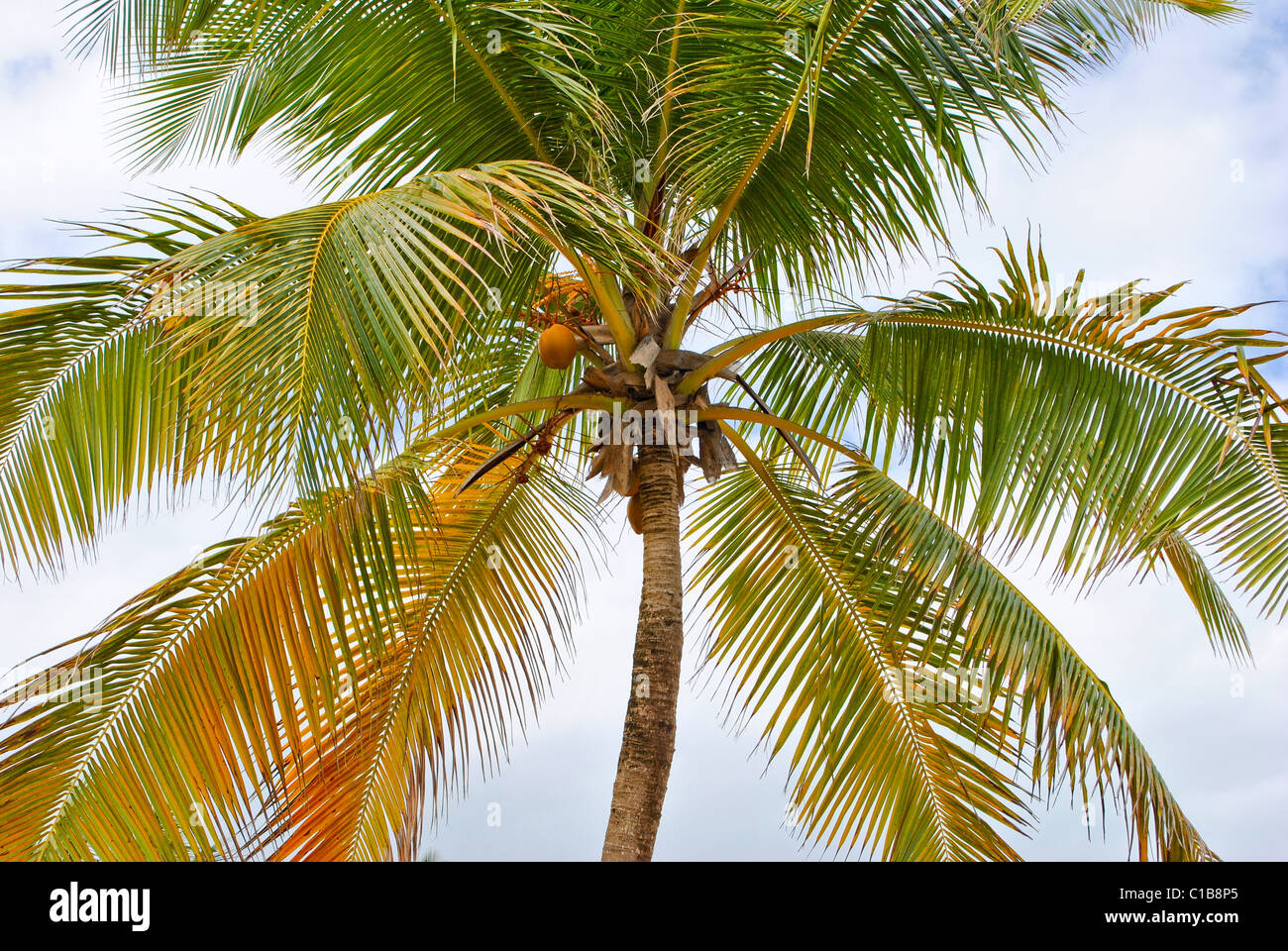 Palme am Strand. Stockfoto