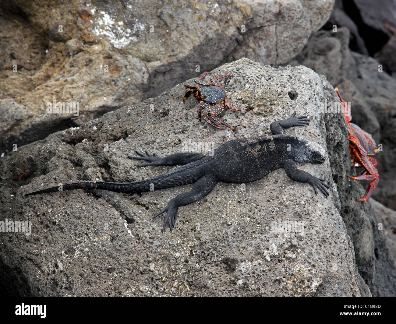 Wärmezone Marine Iguana (Amblyrhynchus Cristatus) und Sally Lightfoot Krabben (G. Grapsus) auf den Galapagos-Inseln (Floreana) Stockfoto