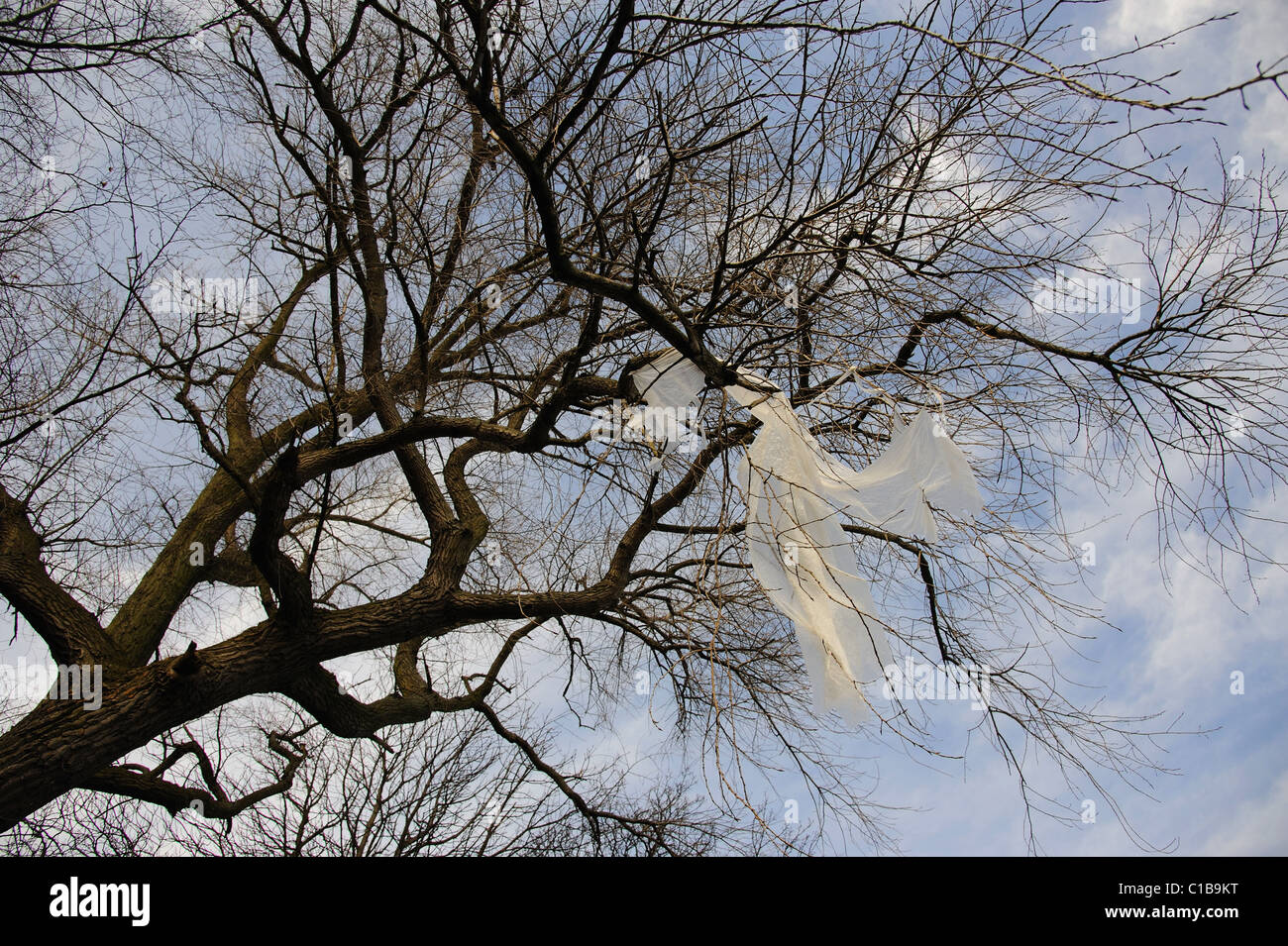Gebrauchte Kunststoff gefangen in den Ästen eines Baumes Stockfoto