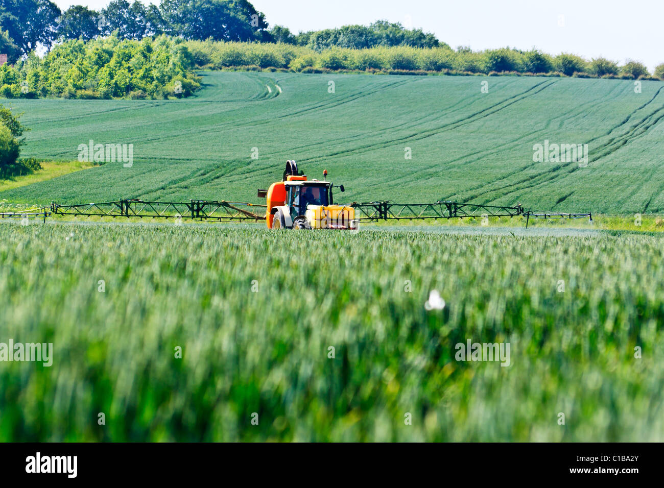 T2 Aufsprühen Fahne Weizen Stockfoto