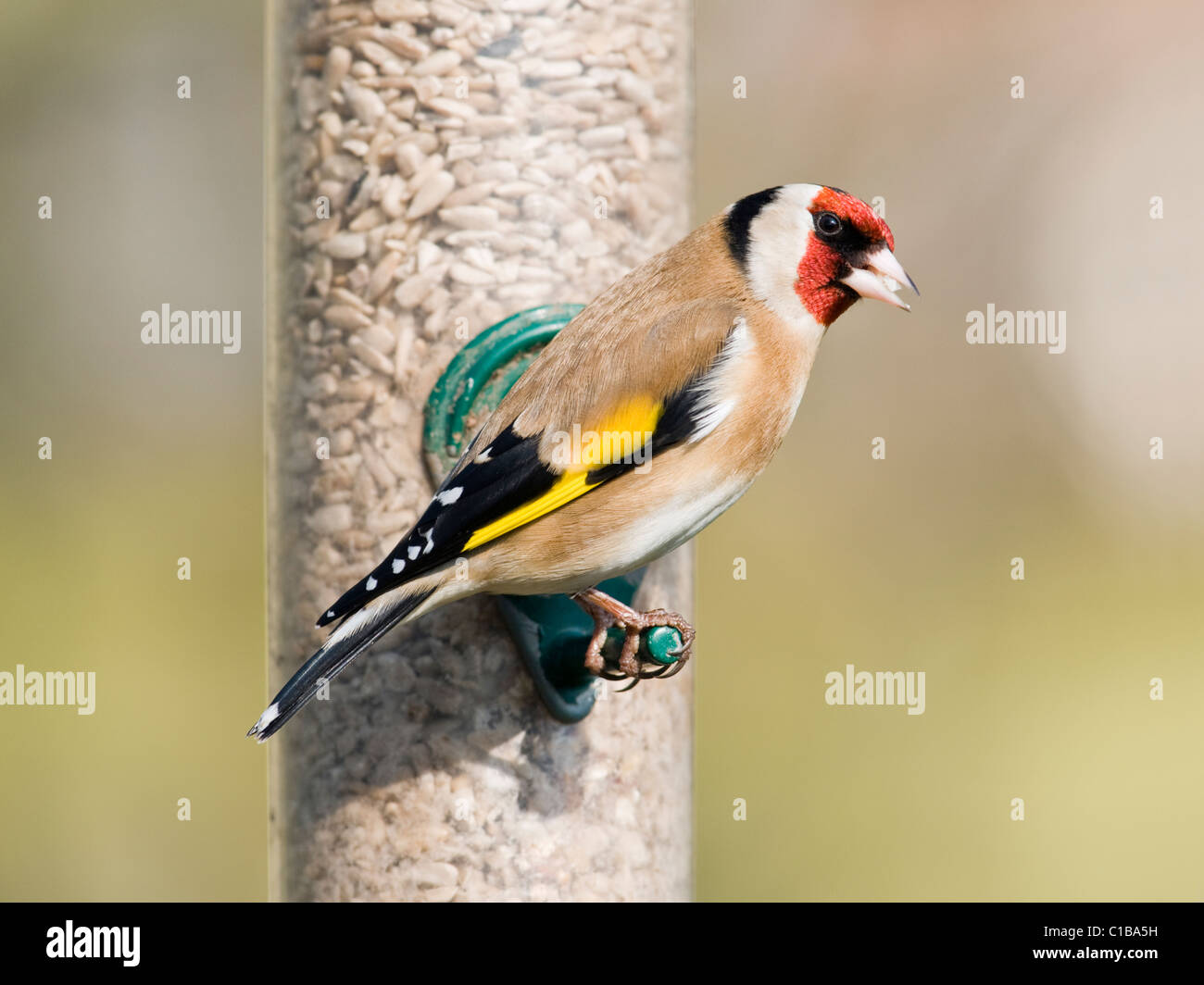 Stieglitz, die Fütterung von Vogelhäuschen Stockfoto