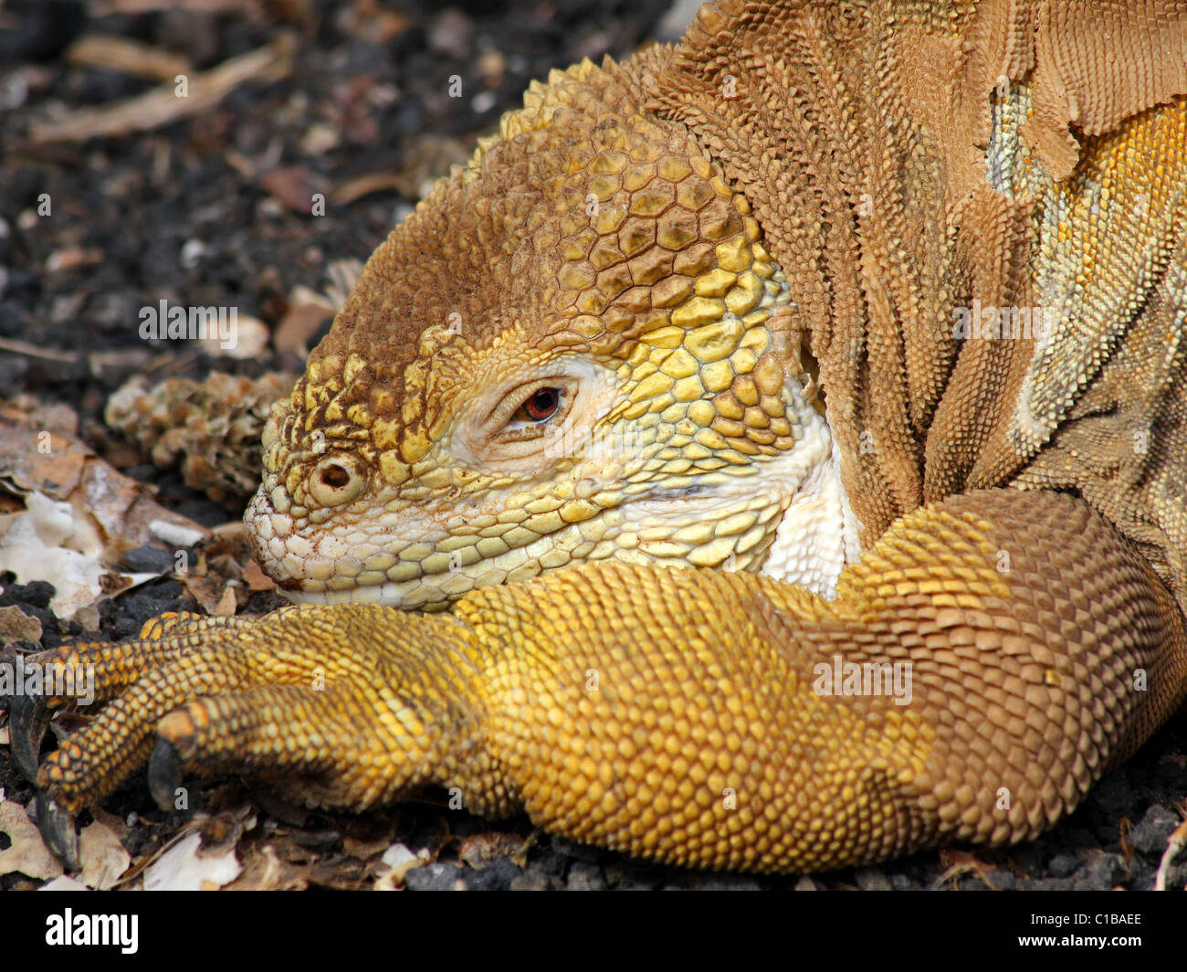 Galapagos-Land-Leguan (Conolophus Subcristatus) auf den Galapagos-Inseln (Insel Isabela) Stockfoto