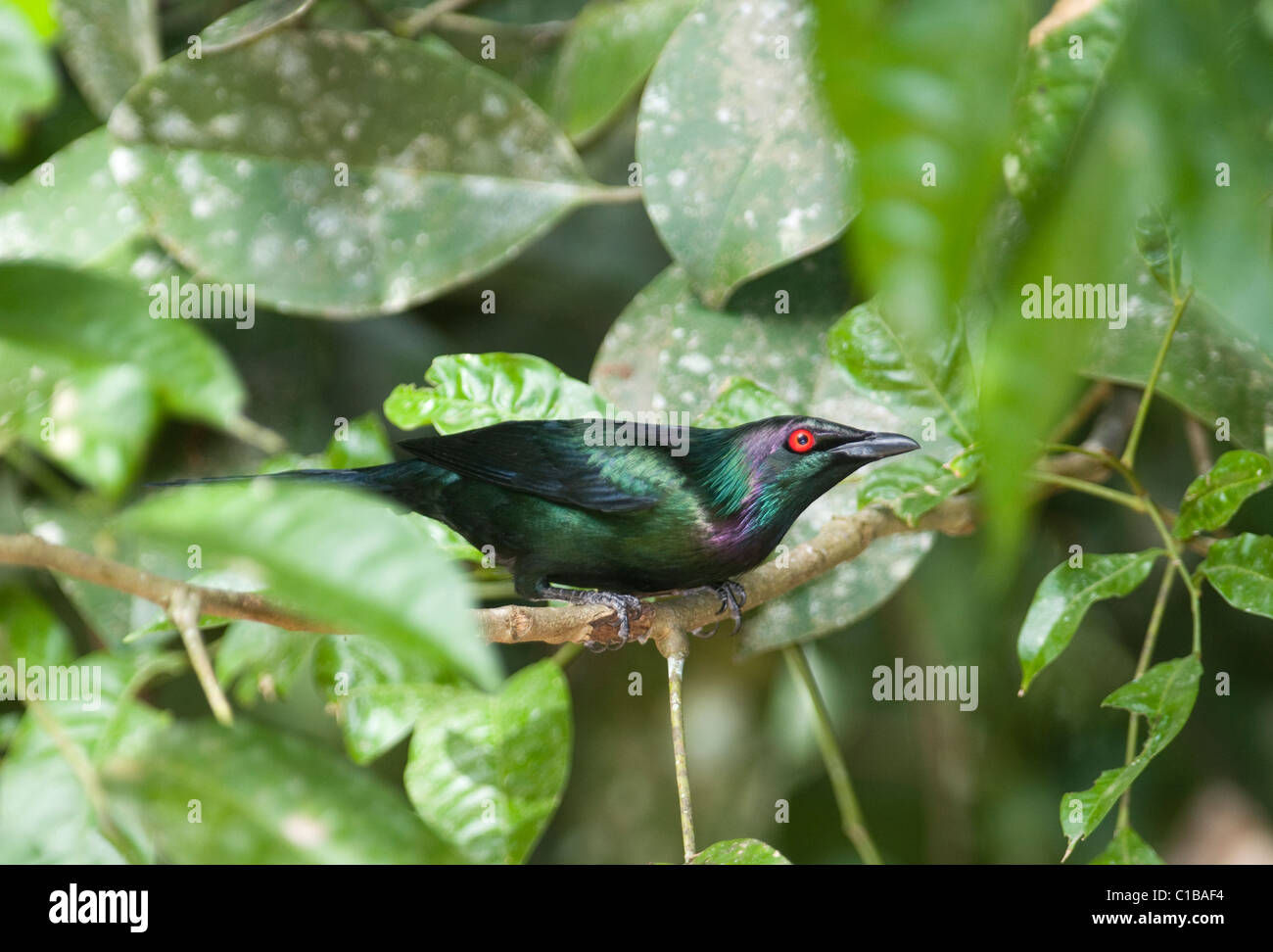 Metallische Starling Aplonis Metallica Queensland Australien Stockfoto