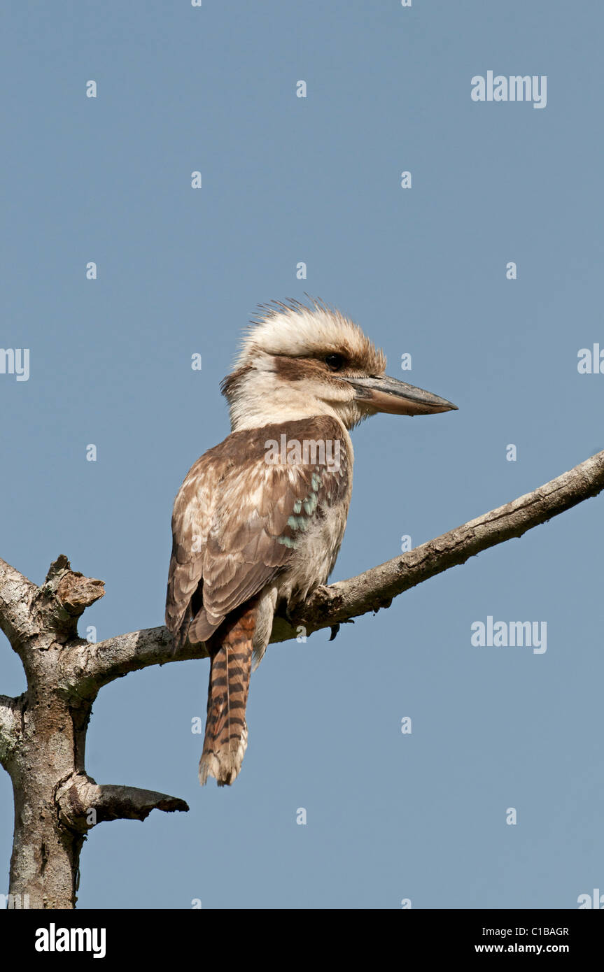 Laughing Kookaburra Dacelo Novaguinea-Queensland-Australien Stockfoto
