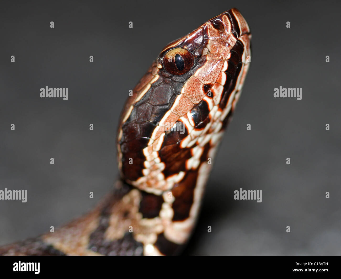 Ein Florida Cottonmouth Wasser Mokassin Agkistrodon Piscivorus Ist In Der Lage Einen Todlichen Giftigen Biss Stockfotografie Alamy