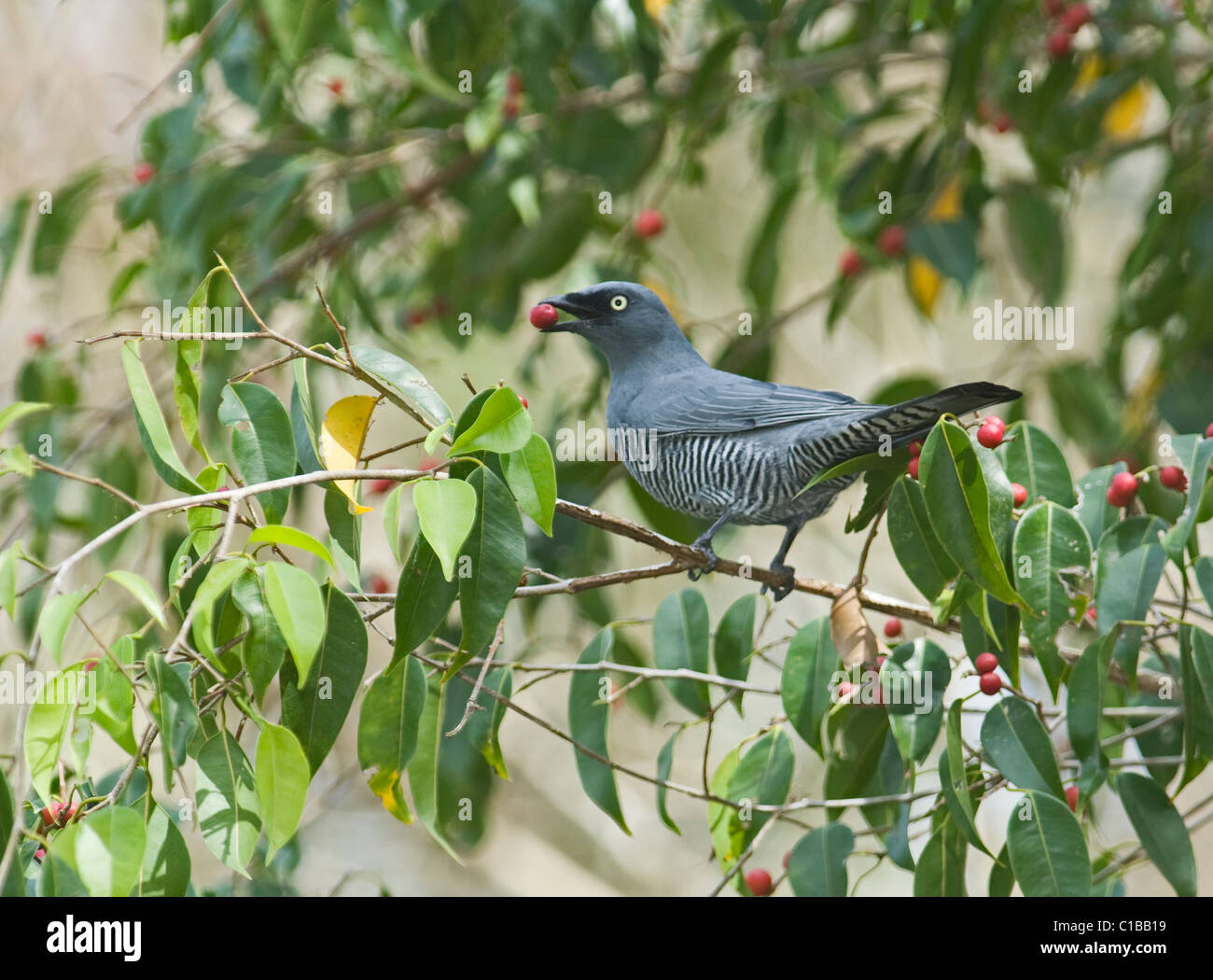 Kuckuck-Shrike Coracina Lineata Fütterung auf Feigenbaum N Queensland Australien ausgeschlossen Stockfoto