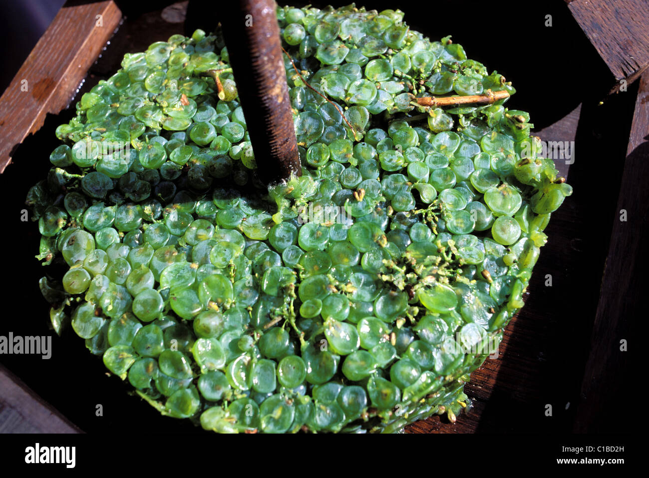 Frankreich, Gers, Trauben in einer Weinpresse erdrückt Stockfoto