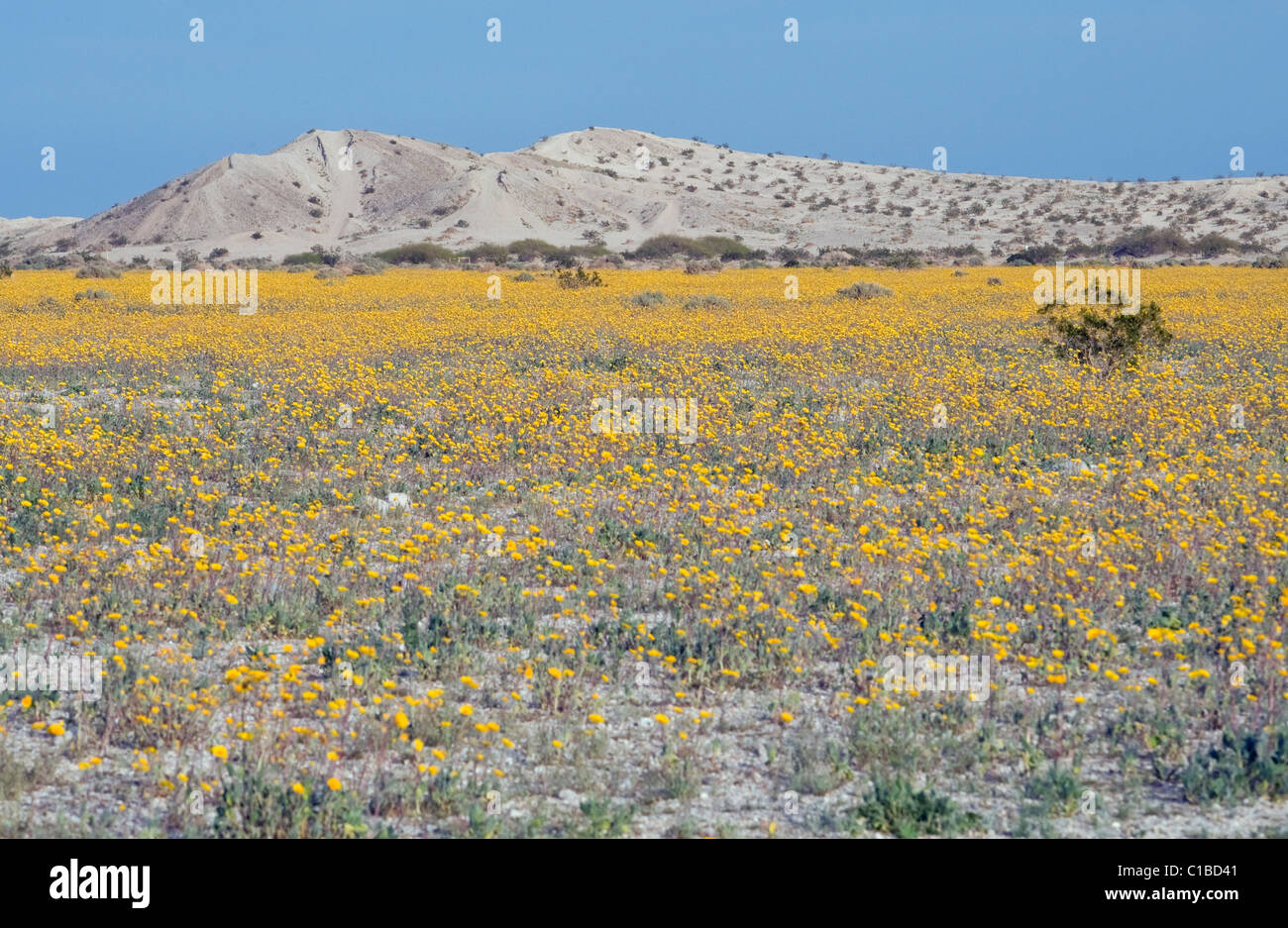 Bereich der Wüste Sonnenblumen (Gernaea Canescens) blühen in einer Off-Road-Fahrzeug-Spur in der Nähe von Anza Borrego Desert State Park, Motor Stockfoto