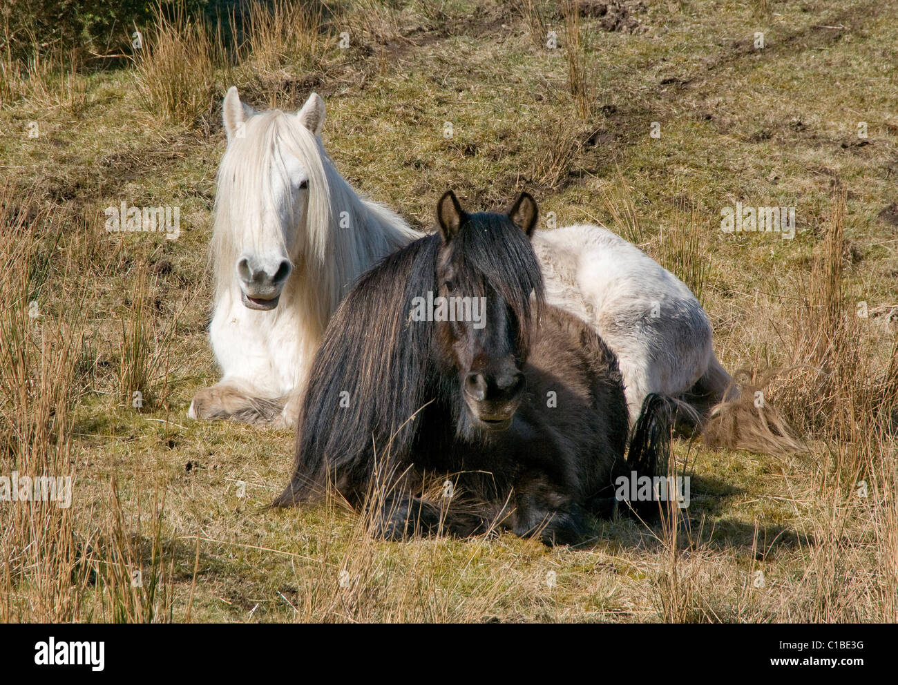 Zwei Highland Ponys entspannend im Feld einen schwarzen eine weiße mit lange präparierte Mähnen Stockfoto